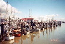 Steveston's fishing fleet